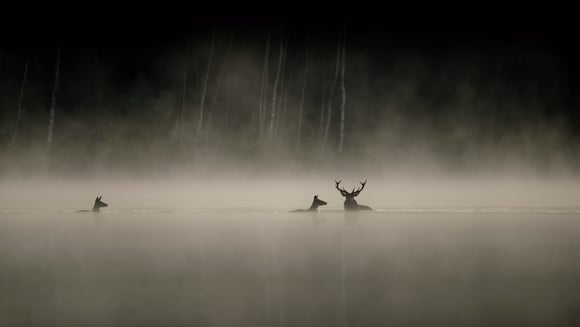 Le Chant des Forêts