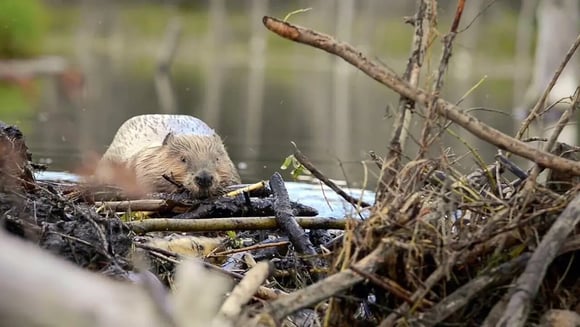 CASTOR : LE RETOUR À LA NATURE