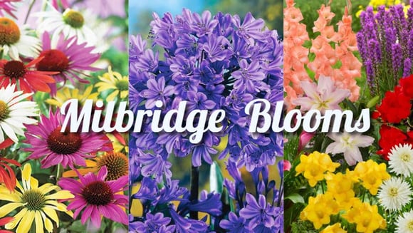 Milbridge Blooms