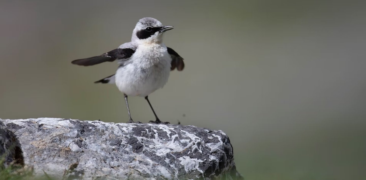 CGR LE PARIS - MONTAUBAN / Ciné-débat - TANT QU'IL Y AURA DES OISEAUX