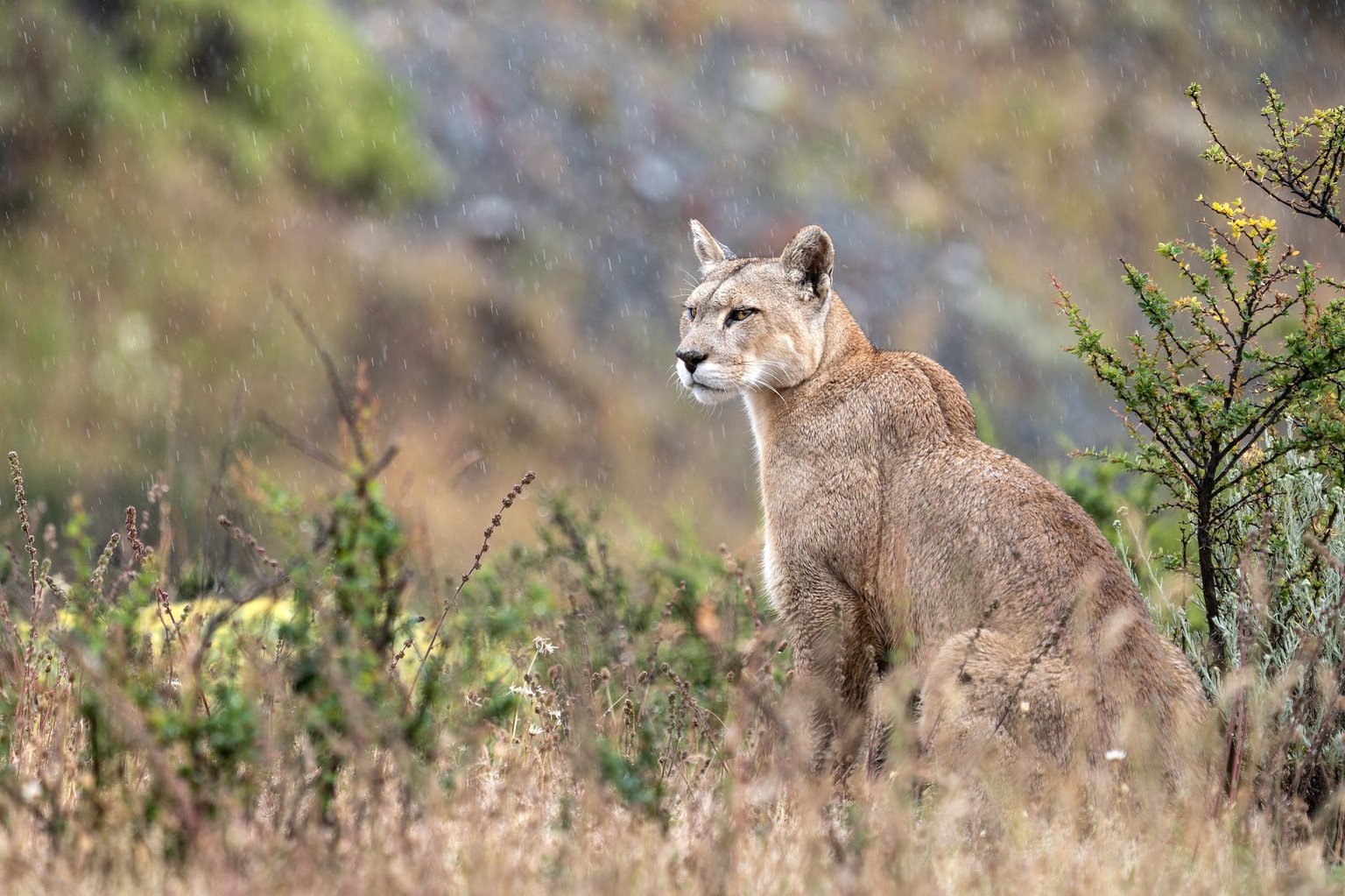 Coexistencia, sur les traces des pumas