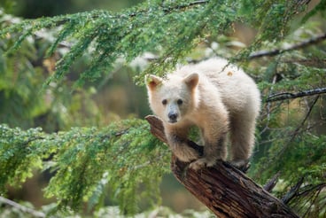 White Bear Cub