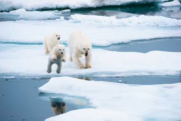 Polar Bear Family 2