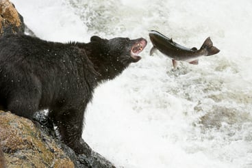 Black Bear Salmon