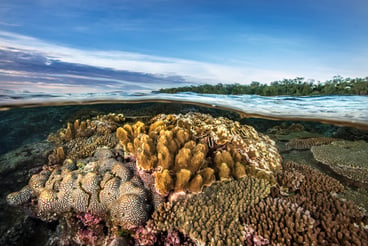 Coral Waterline