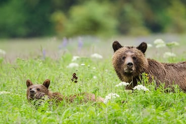 Grizzly In Field