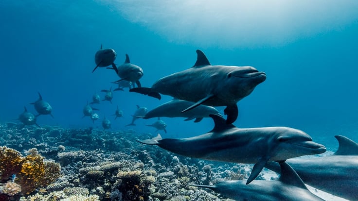 Ocean with David Attenborough