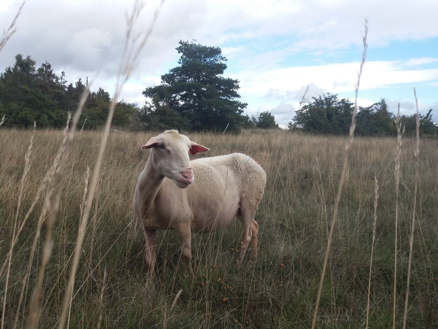 Larzac