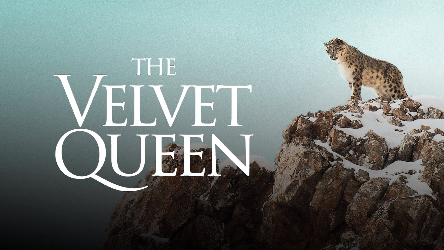 The Velvet Queen (La panthère des neiges)