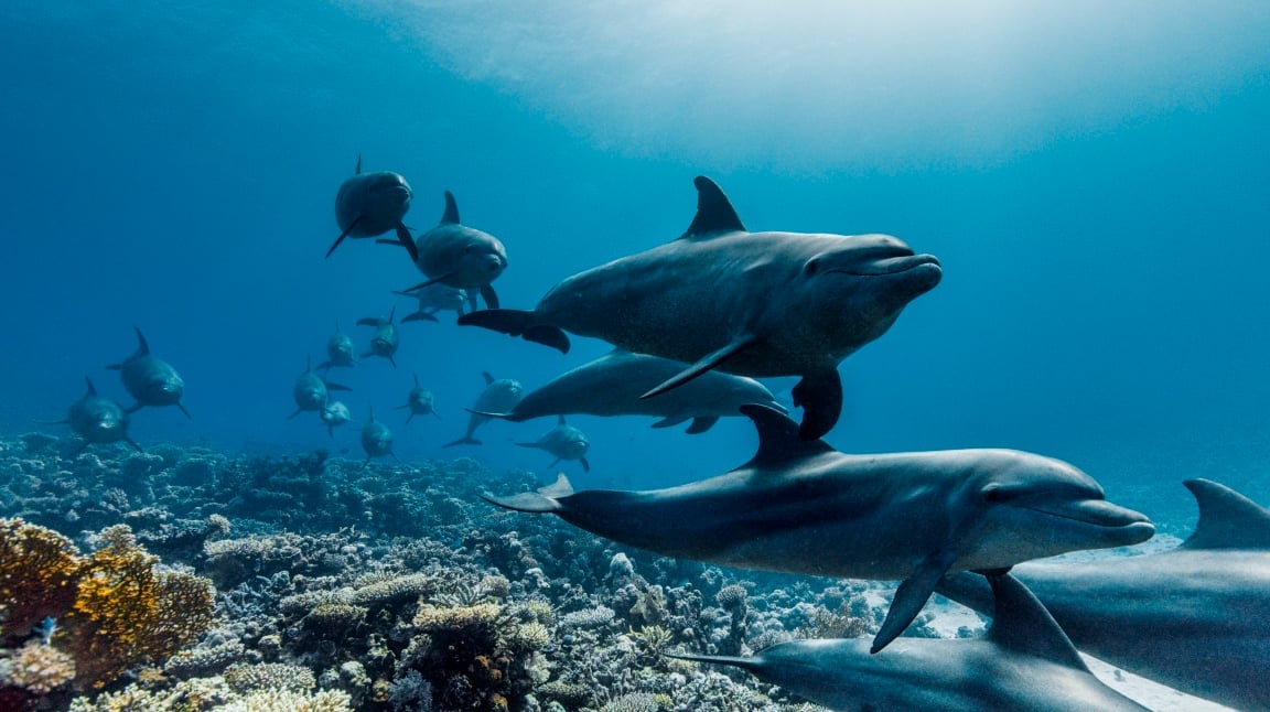 Ocean with David Attenborough
