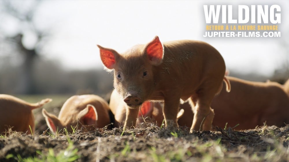 Dimanche du Mermoz - WILDING, RETOUR À LA NATURE SAUVAGE | Dimanche 14 décembre à 10h30