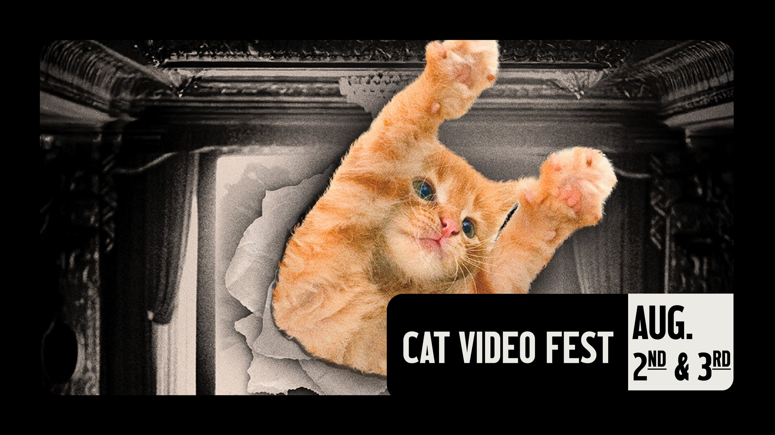 CAT VIDEO FEST