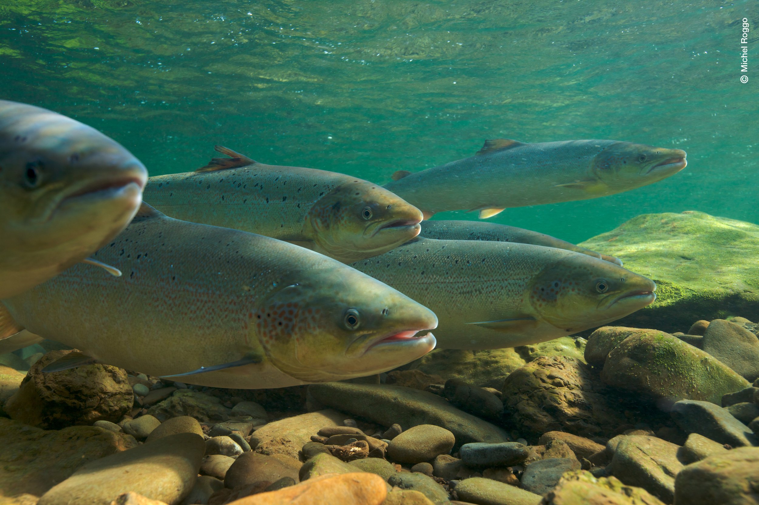 Salmo Salar, le défi de la Dordogne