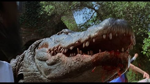 Alligator
