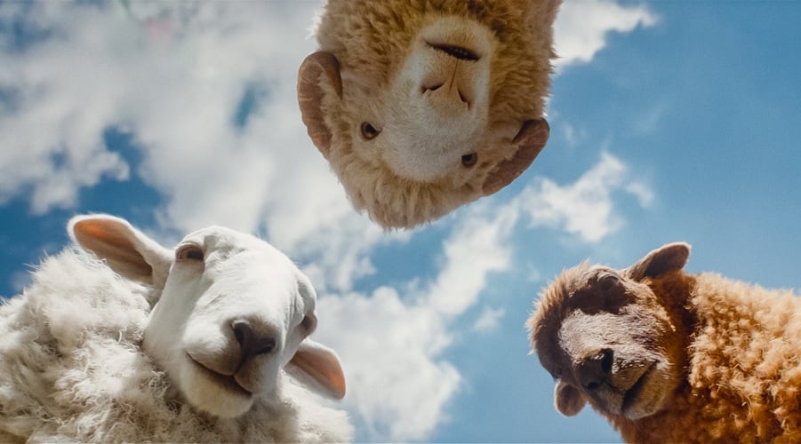 The Sheep Detectives